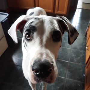 Meet your Posher, Lynette